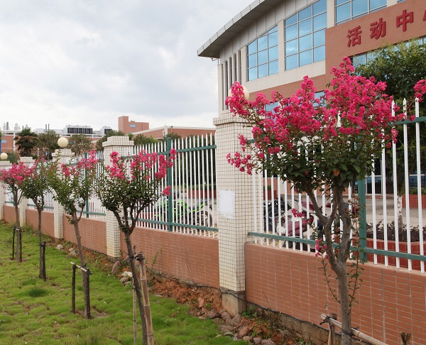 深聯(lián)軟板廠的紫薇花開(kāi)得正美，等你來(lái)